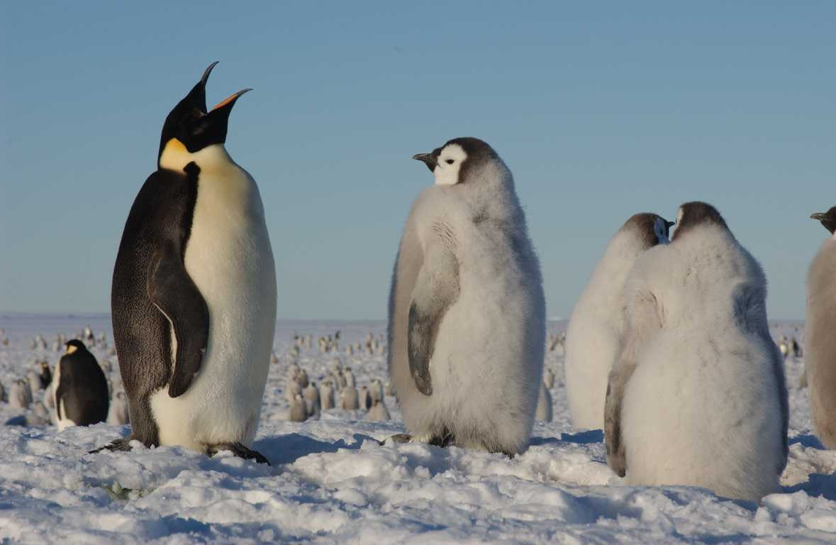 Antartica Sonora Img Hannes Grobe Pinguino Emperador 4