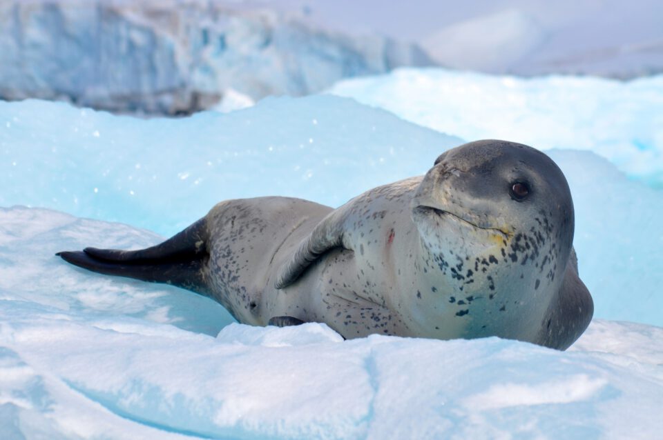 Antartica sonora img ignacio garrido foca leopardo