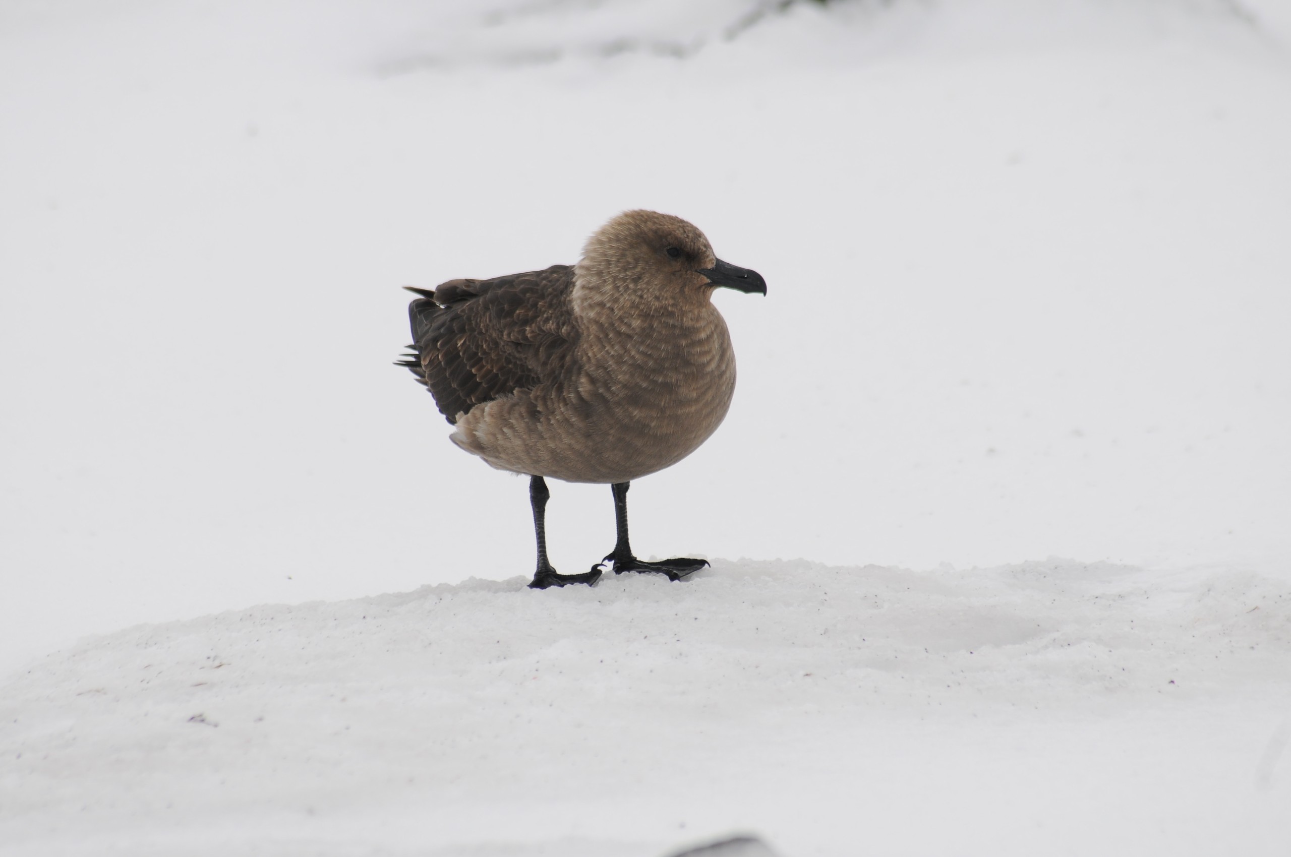 Antartica sonora img ignacio garrido skua