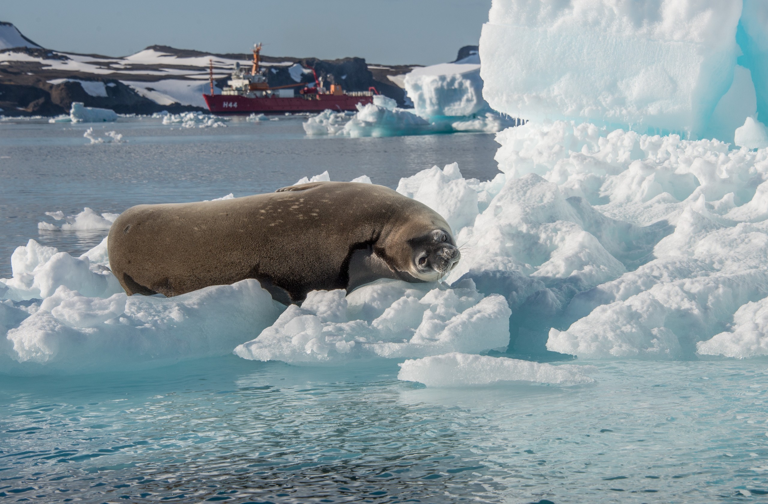 Antartica sonora img jorge navarro foca de weddell