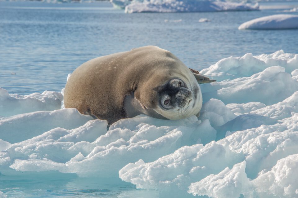 Antartica sonora img jorge navarro foca de weddell