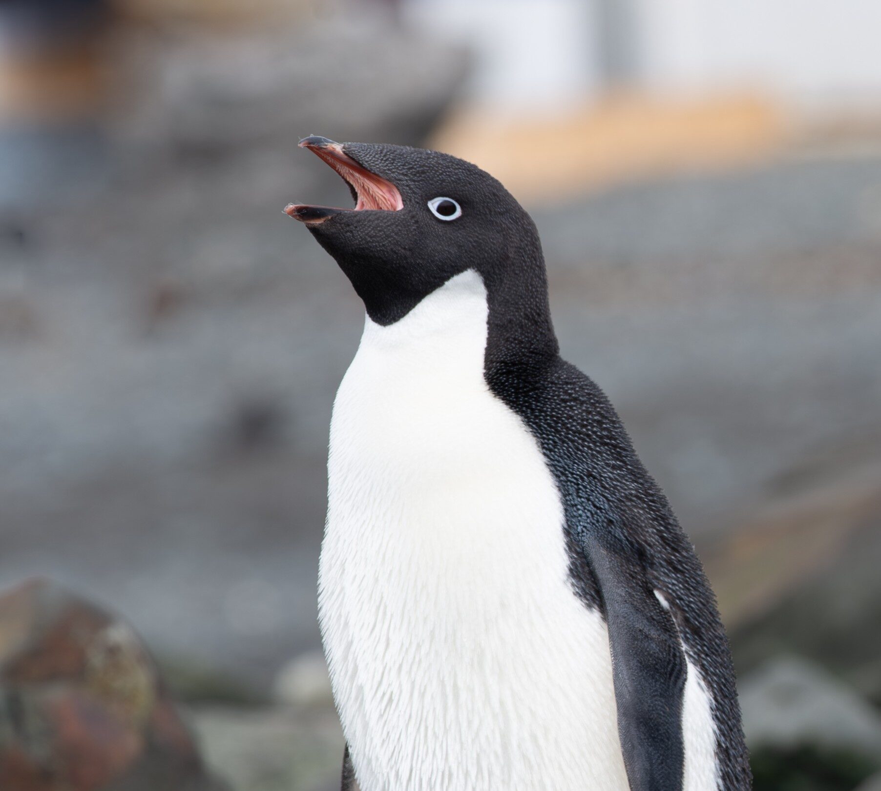Antartica sonora img jorge navarro pinguino adelia