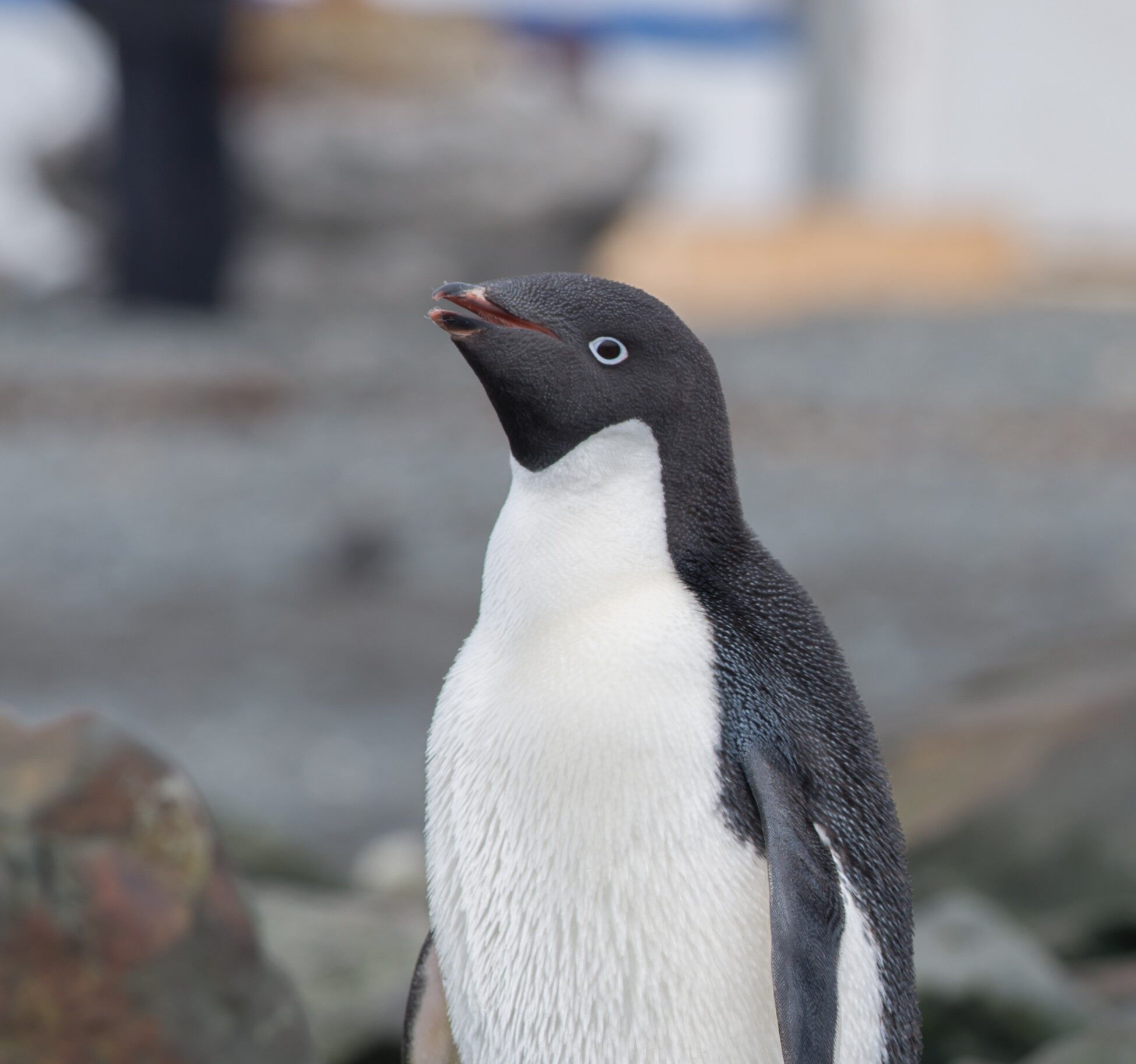 Antartica sonora img jorge navarro pinguino adelia