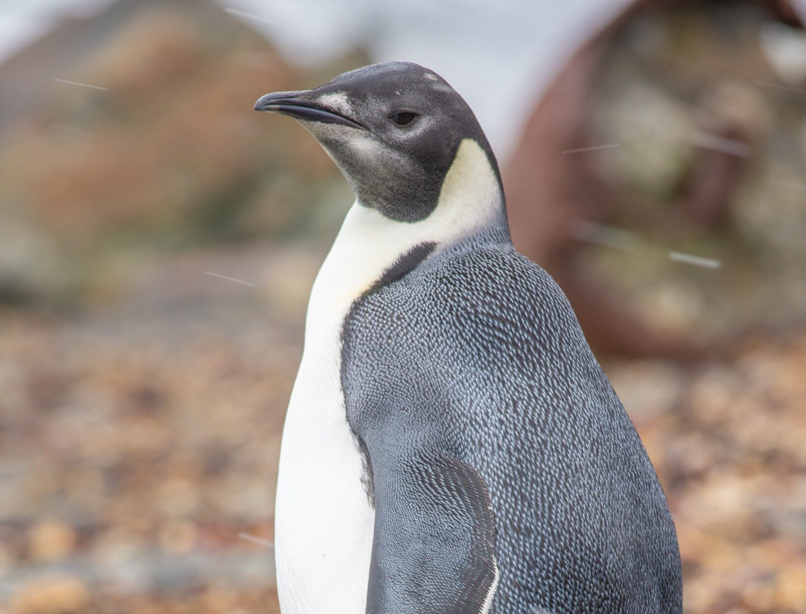 Antartica sonora img jorge navarro pinguino emperador