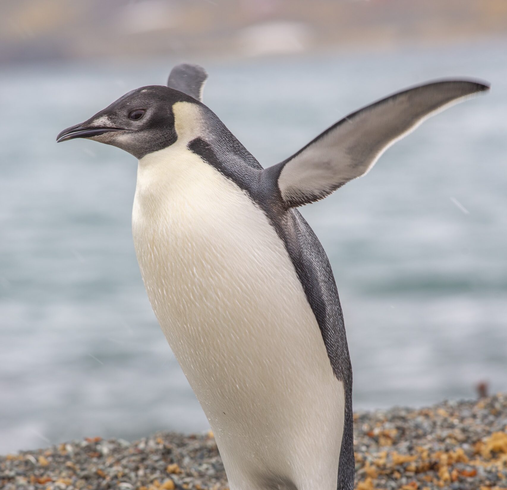 Antartica sonora img jorge navarro pinguino emperador