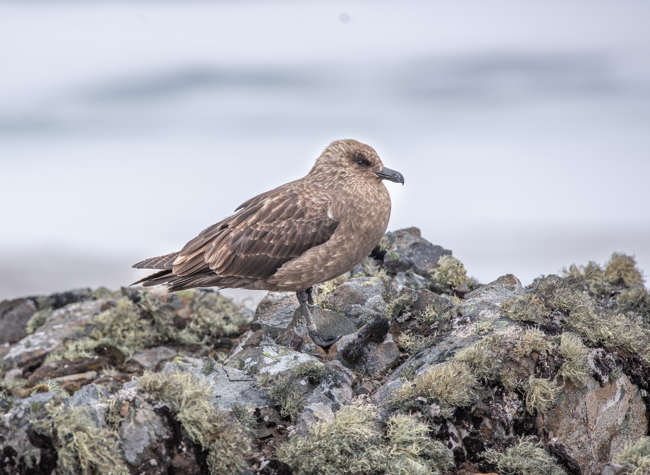 Antartica sonora img jorge navarro skua