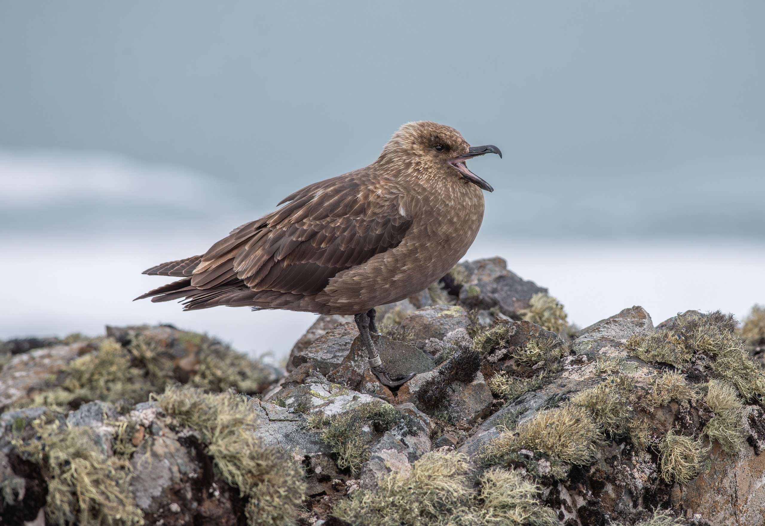 Antartica sonora img jorge navarro skua