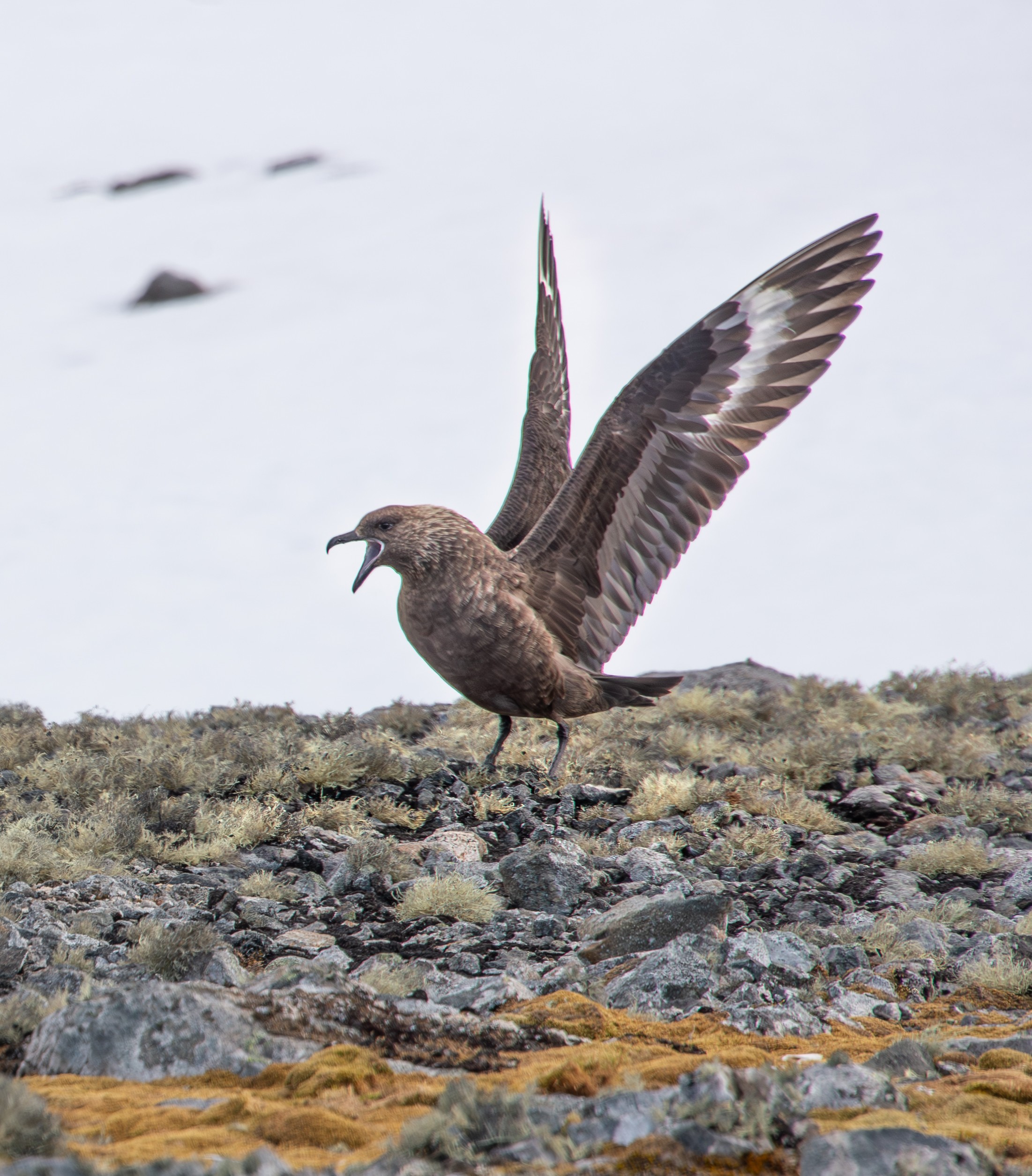 Antartica sonora img jorge navarro skua
