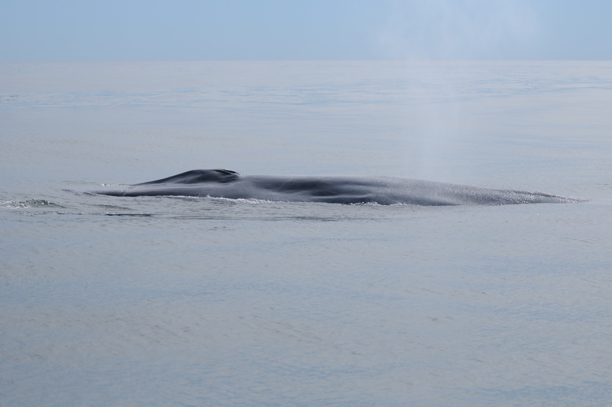 Antartica Sonora Img Luis Bedrinana Ballena Azul 1