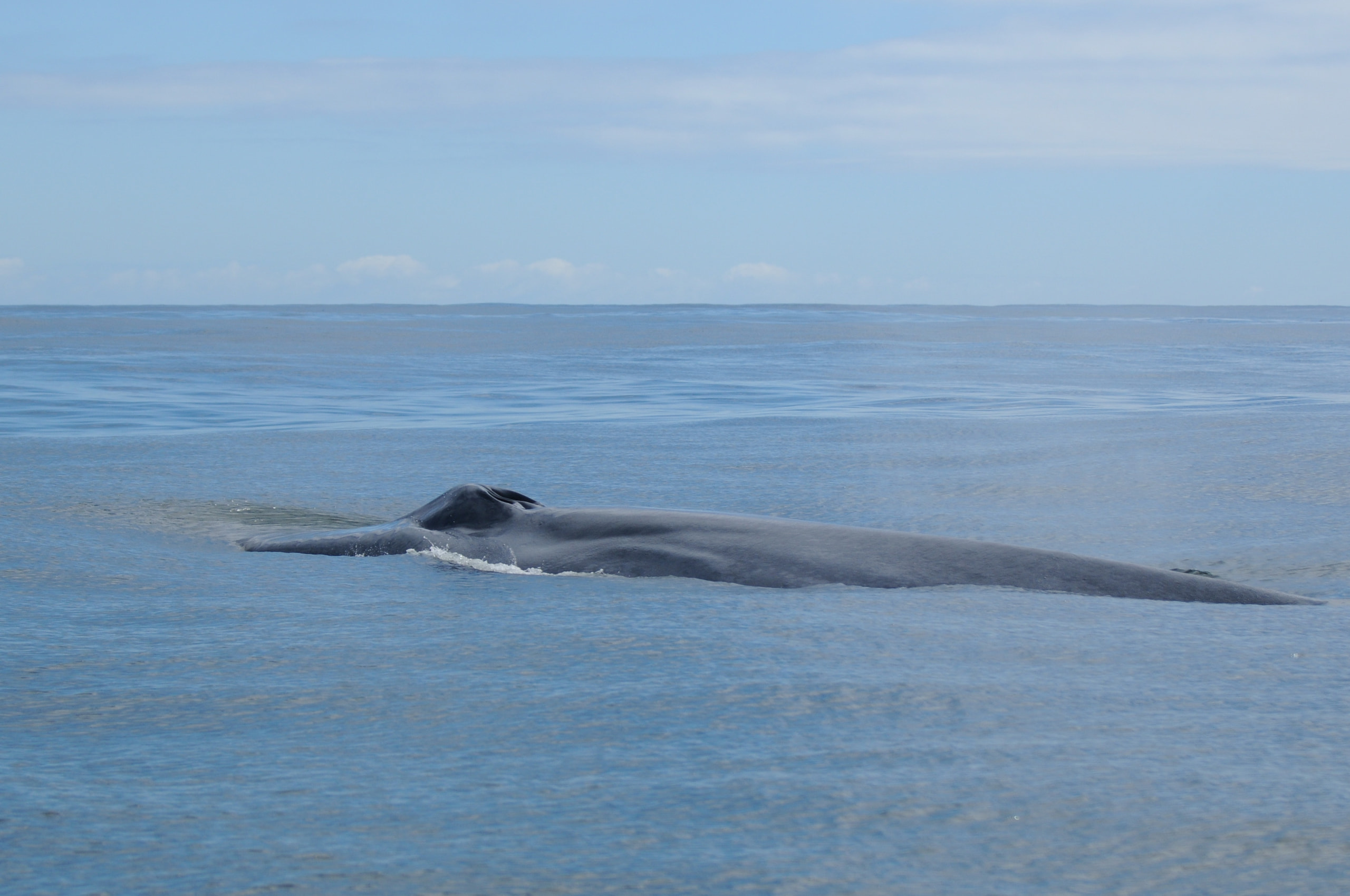 Antartica Sonora Img Luis Bedrinana Ballena Azul 2