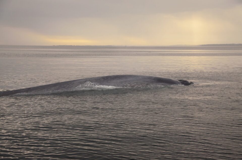Antartica Sonora Img Luis Bedrinana Ballena Azul 3