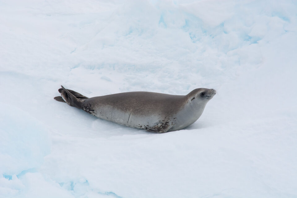 Antartica Sonora Img Luis Bedrinana Foca Cangrejera 1
