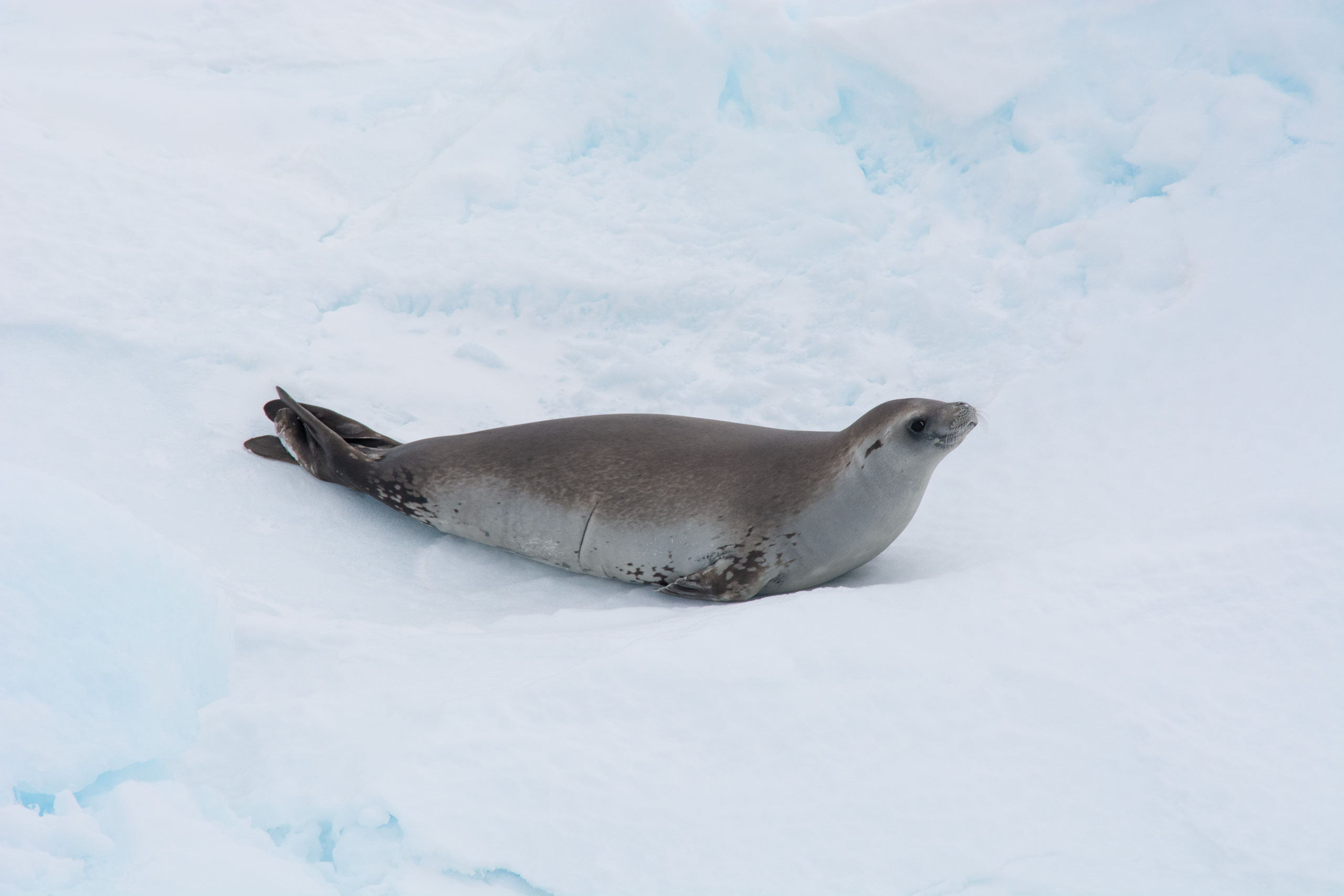 Antartica Sonora Img Luis Bedrinana Foca Cangrejera 1