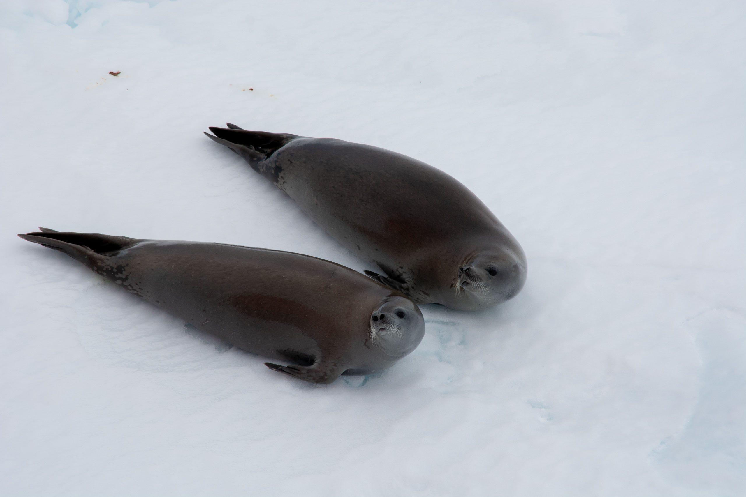 Antartica Sonora Img Luis Bedrinana Foca Cangrejera 2