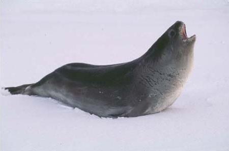 Antartica Sonora Img Mike Cameron Foca Ross 1