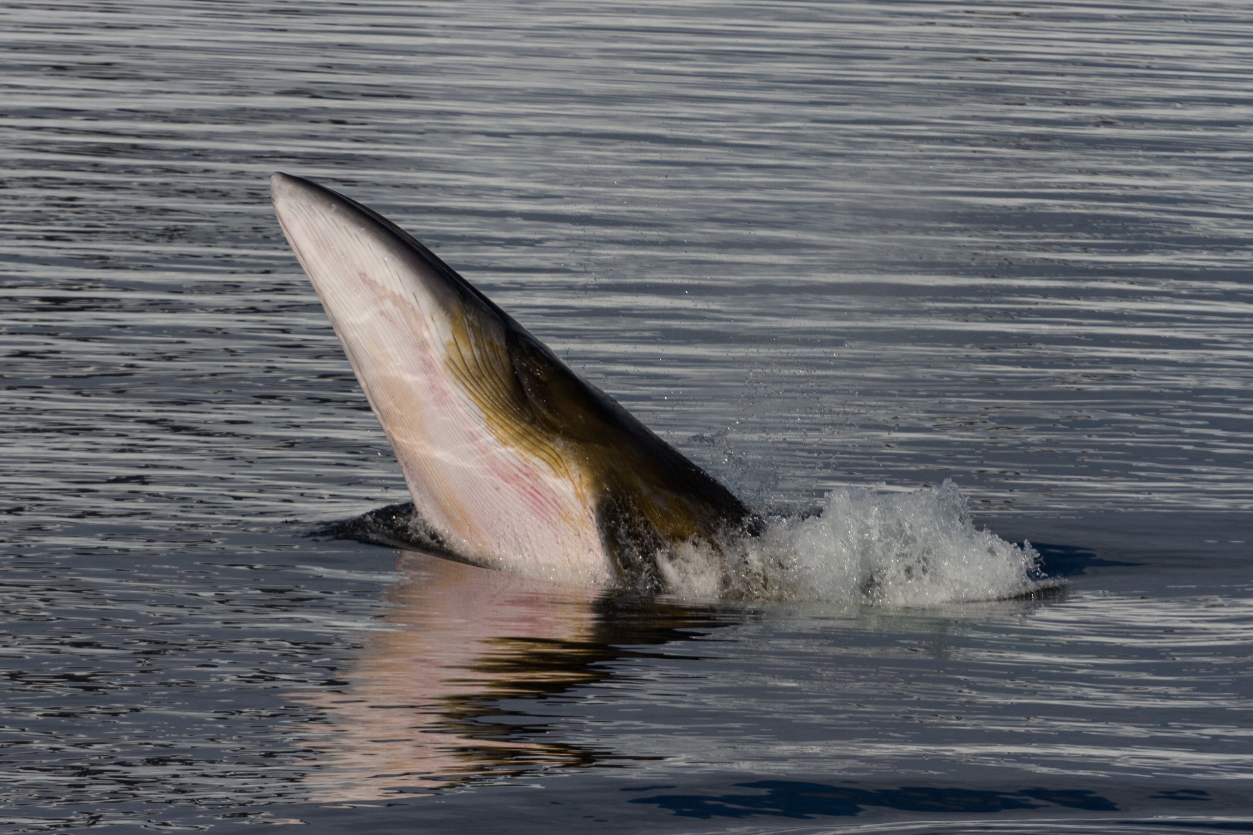 Ballena Minke en la Antártica
