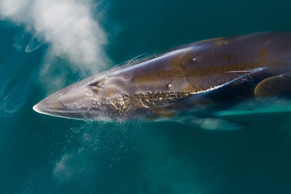 Ballena Minke en la Antártica