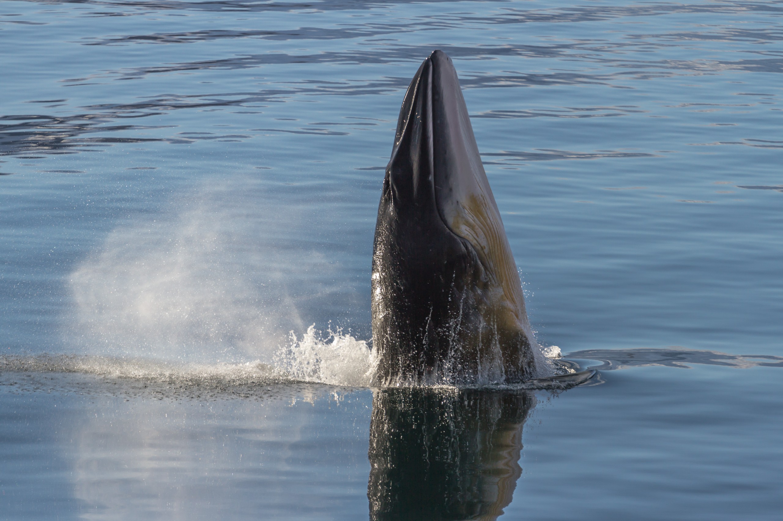 Ballena Minke en la Antártica