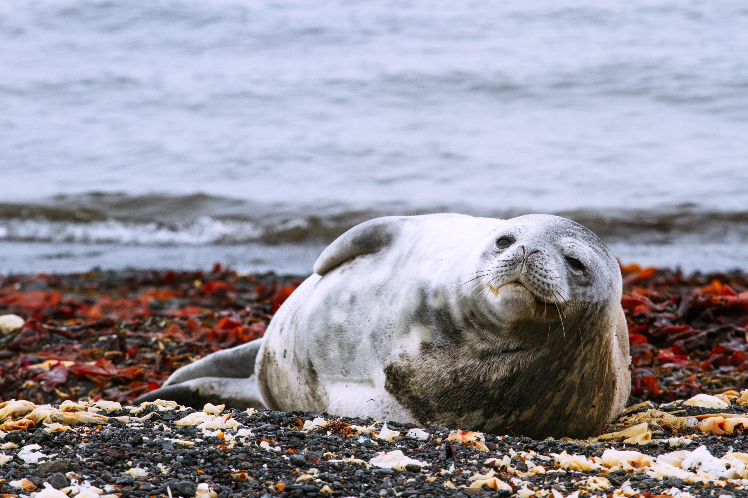 Foca de Weddell en la Antártica