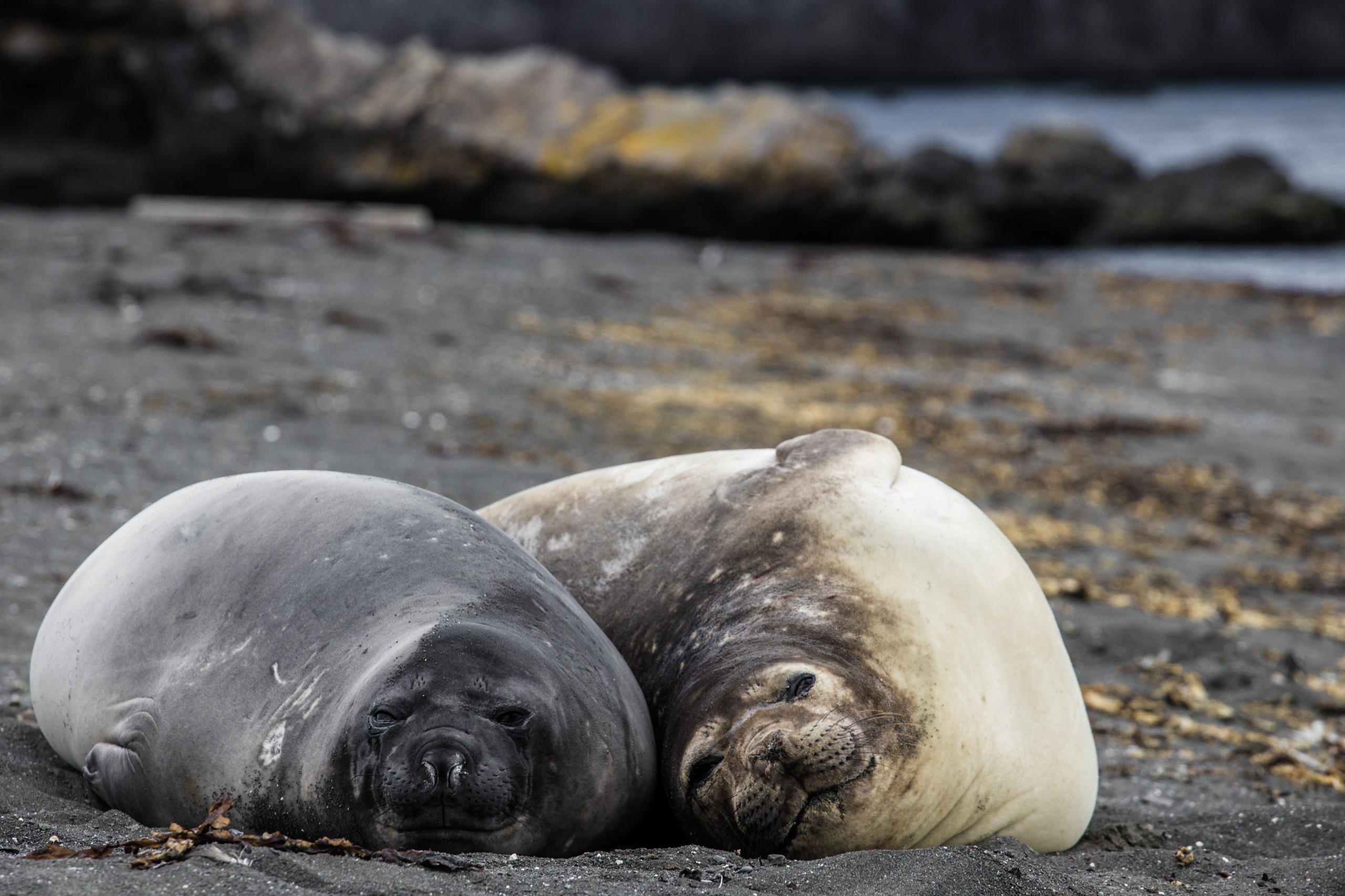 Foca de Weddell en la Antártica