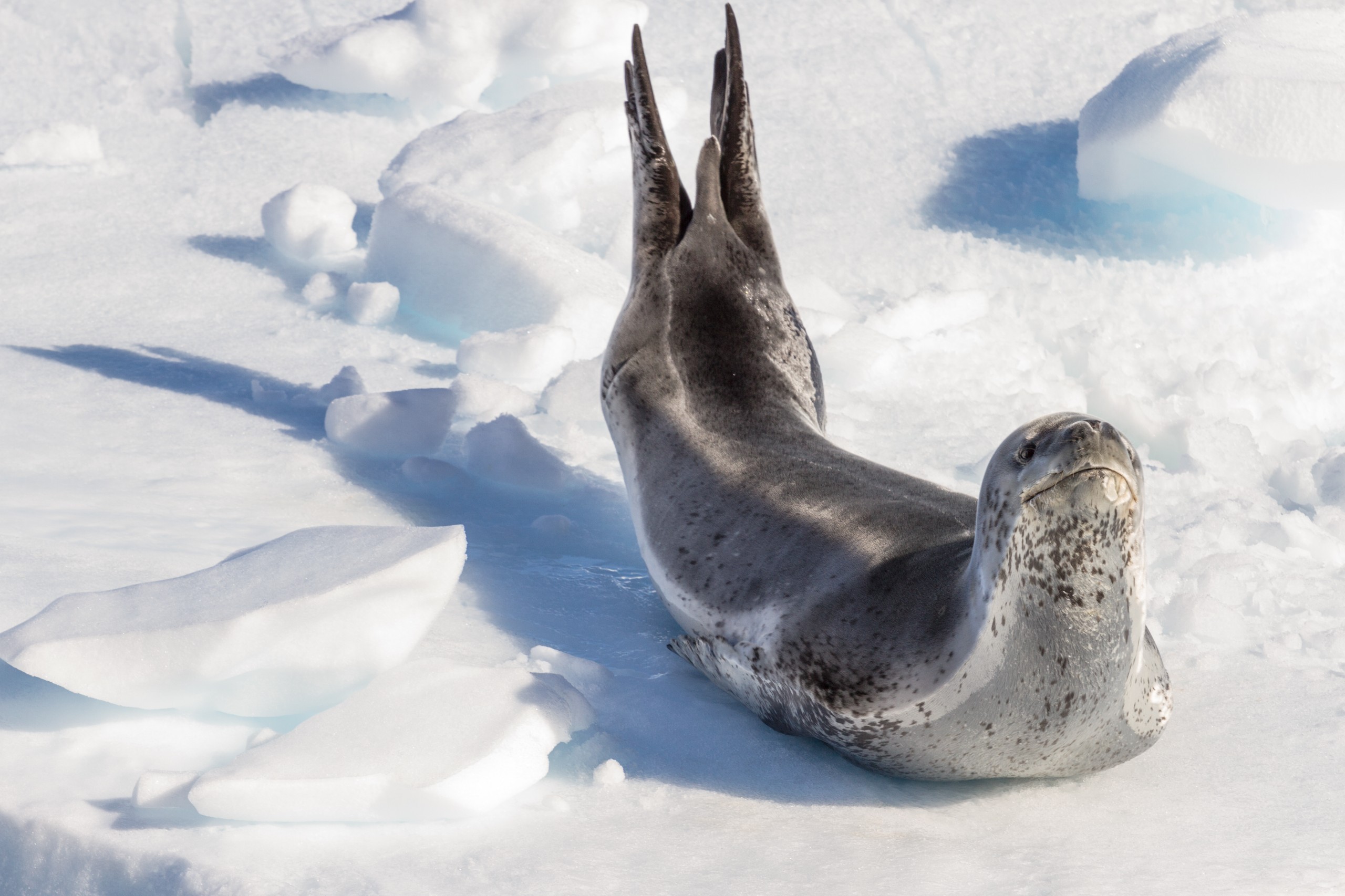 Foca Leopardo en la Antártica
