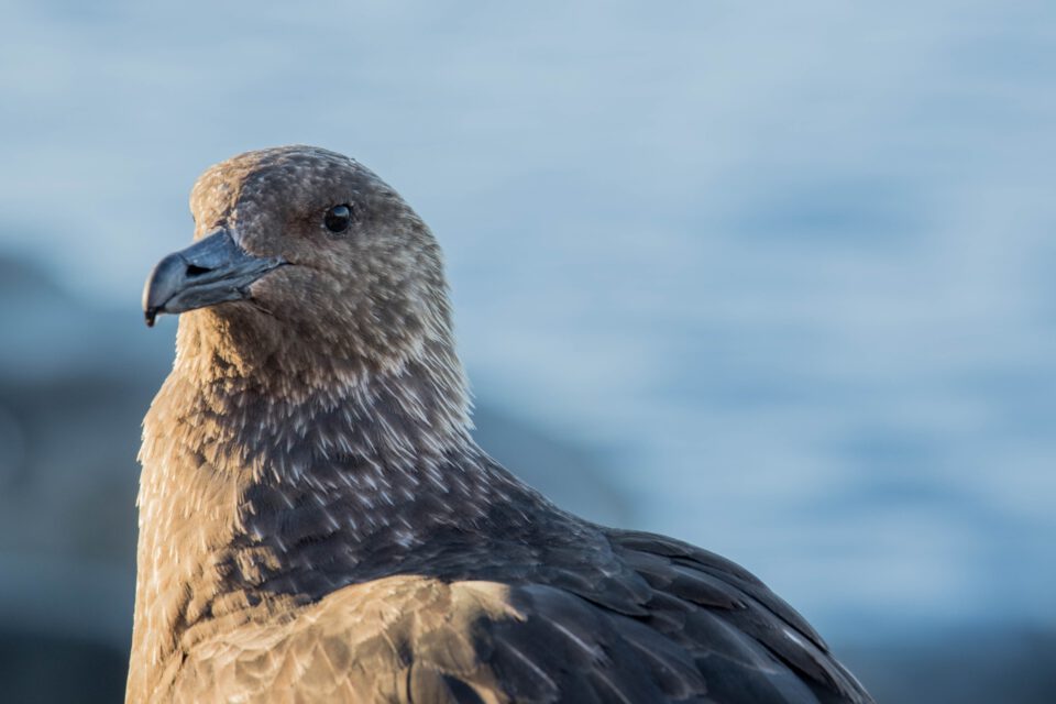 Skúa en la Antártica