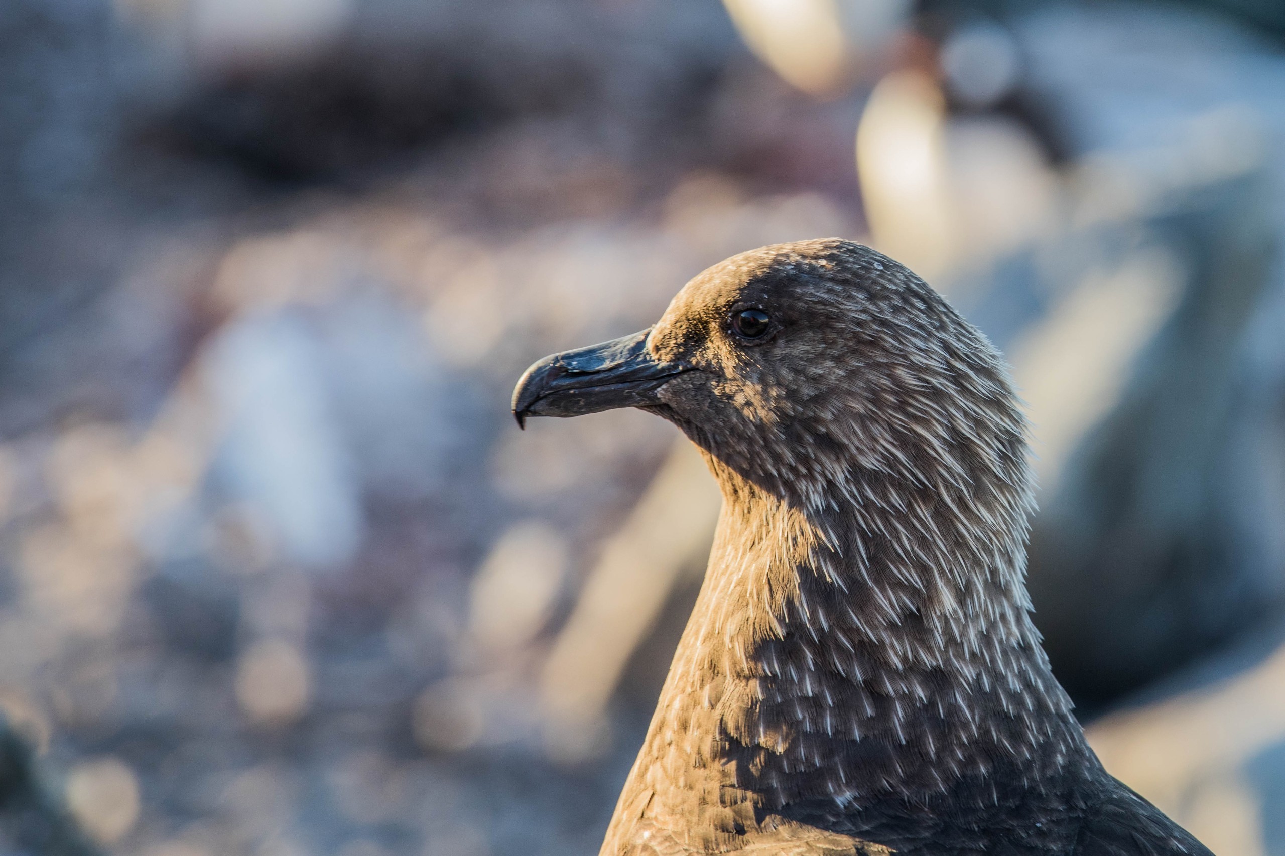 Skúa en la Antártica