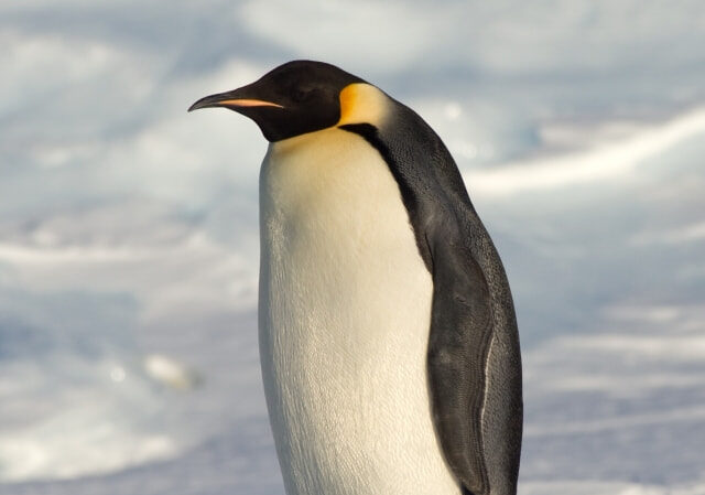 Antartica Sonora Img Samuel Blanc Pinguino Emperador 3