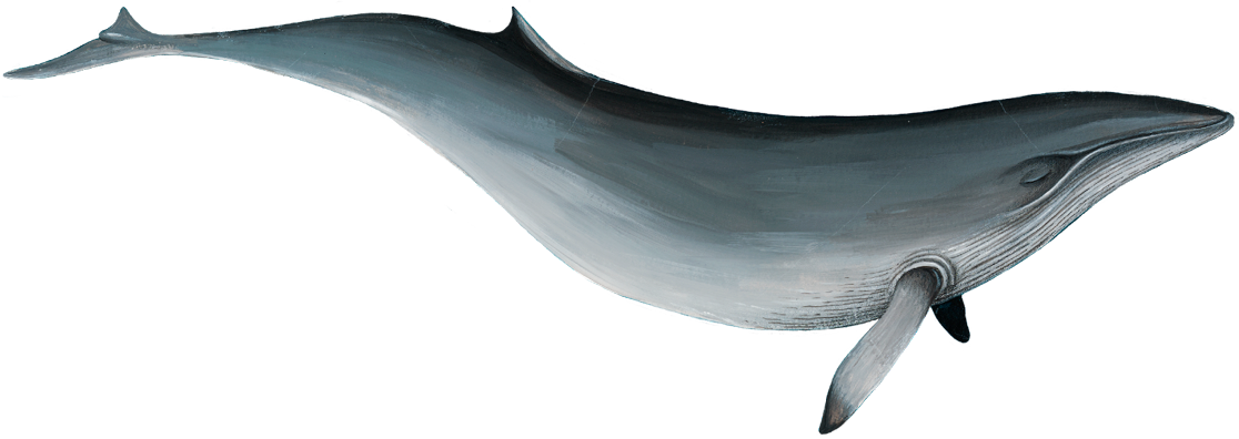 Antartica sonora ui hero whale